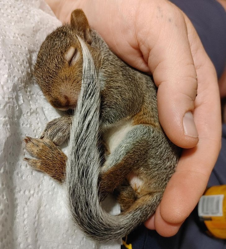 11. "Ta osoba uratowała życie wiewiórce w potrzebie."
