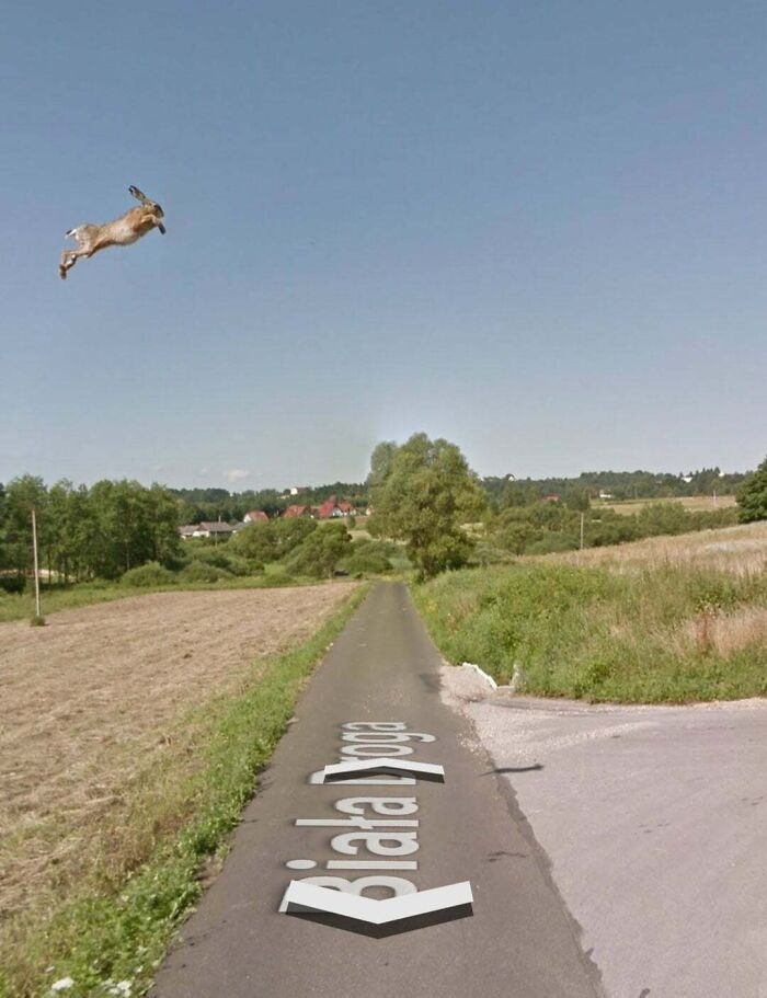 "Ten zając skaczący nad "Białą drogą" gdzieś w Polsce to chyba rekordzista skoku w wzwyż"