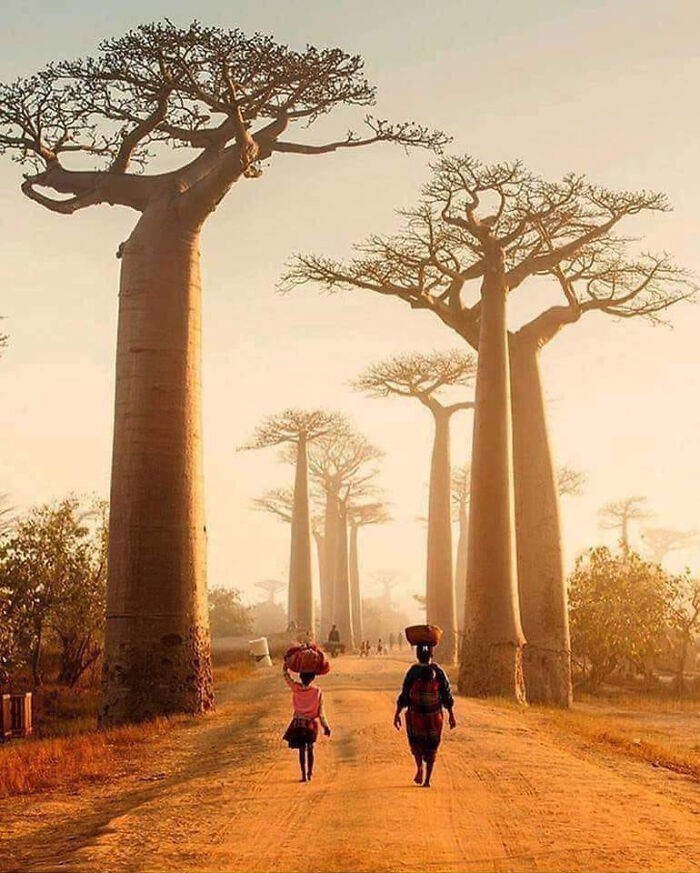 Aleja baobabów w Madagaskarze