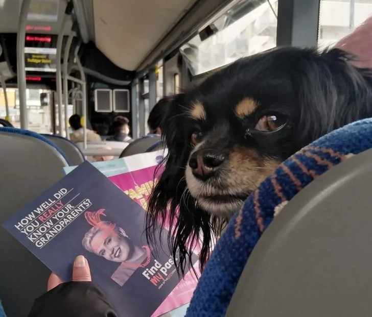 "Pies czytający ulotkę w autobusie"