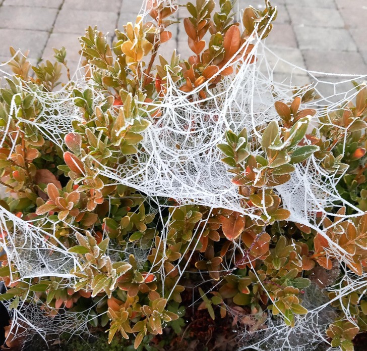 "Zamrożone pajęczyny przed moim domem"