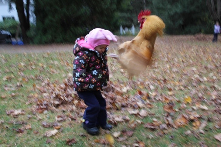 7. "Moja mała siostra chciała pogłaskać kurczaka. Kurczak nie chciał być głaskany."