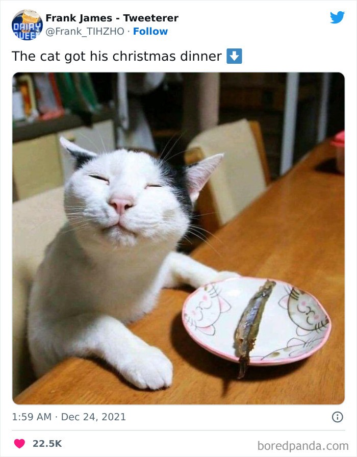 "Kot dostał świąteczny obiadek."