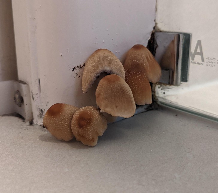 "W łazience mojego wynajętego mieszkania rosną grzyby."
