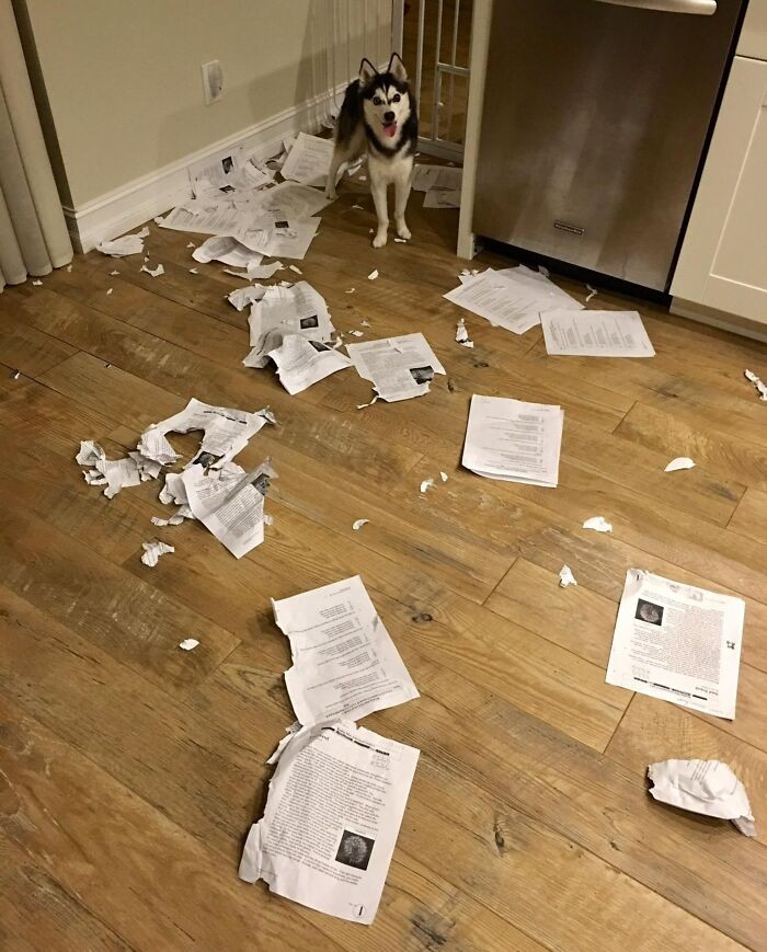 "Wybacz, klaso. Mój pies zjadł wasze prace domowe."