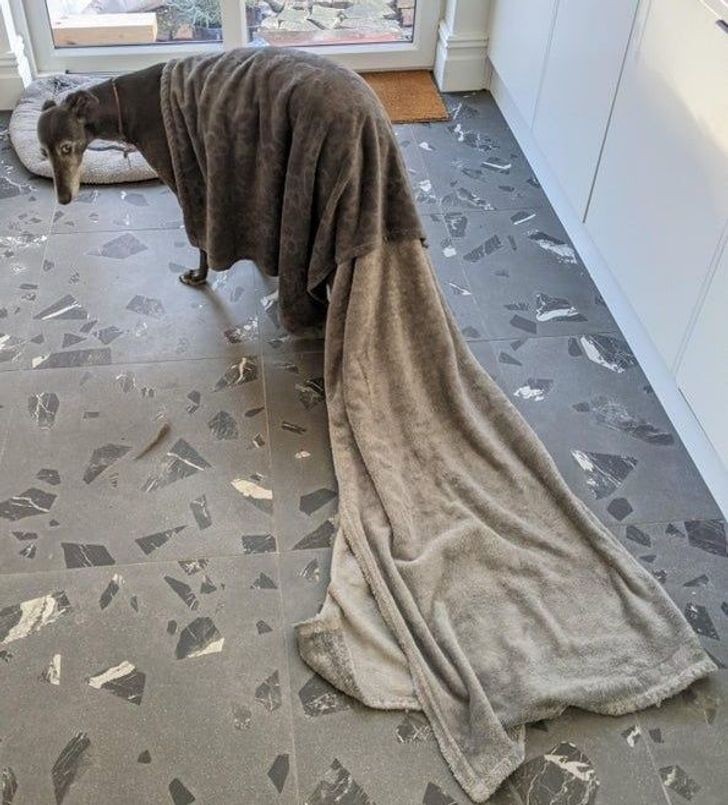 1. "Mój greyhound drzemał pod kocem, a gdy się obudził, postanowił wejść do kuchni i wyjrzeć przez okno. Cóż za dostojna bestia!"