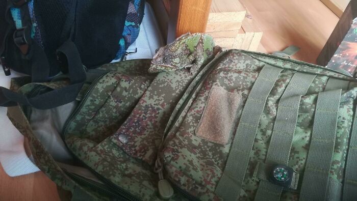 "Mój kameleon na plecaku wojskowym"