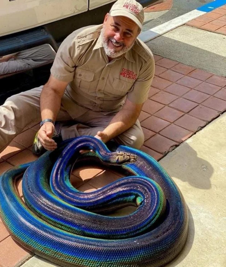 "Bardzo kolorowy wąż"