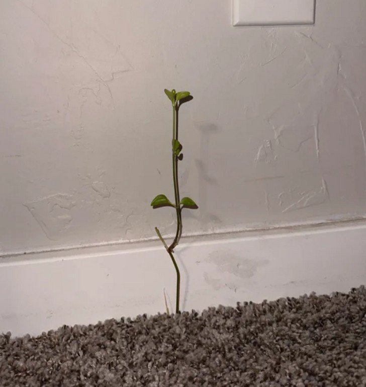 "Z mojego dywanu wyrosła roślinka."
