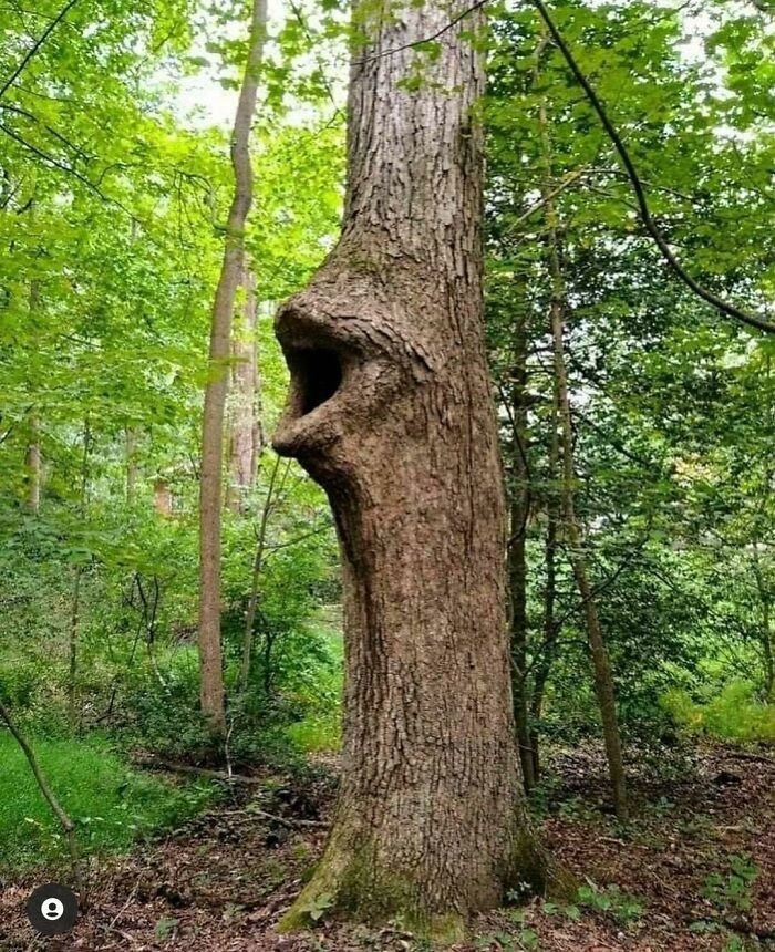 Drzewo jest głodne
