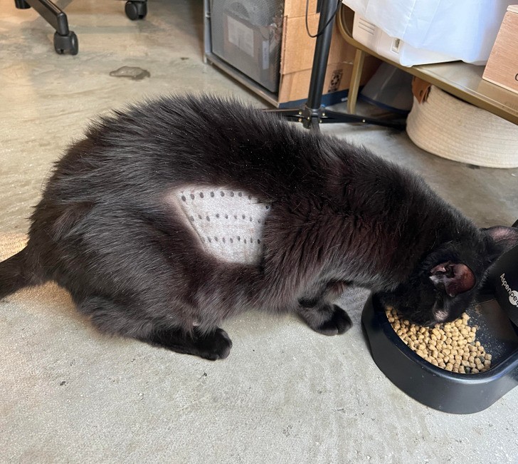 "Weterynarz powiedział, że chce tylko przeprowadzić 'szybki' test na alergię u mojego kota. Kot wrócił do domu w takim stanie."
