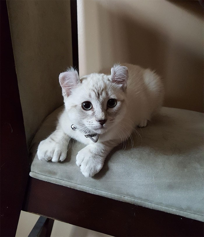Oto Phoebe. Kot szkocki krótkowłosy z polidaktylią i podkręconymi uszkami