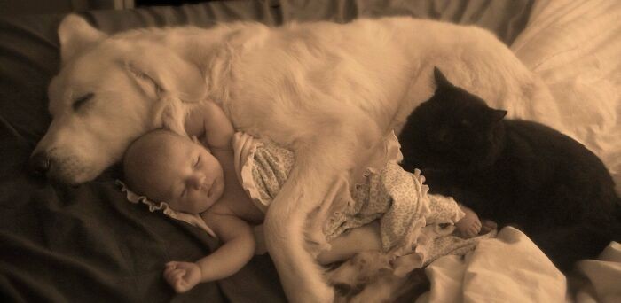 8. „Śpiące dziecko, pies, i kot. Chyba właśnie wygrałam Internet.”