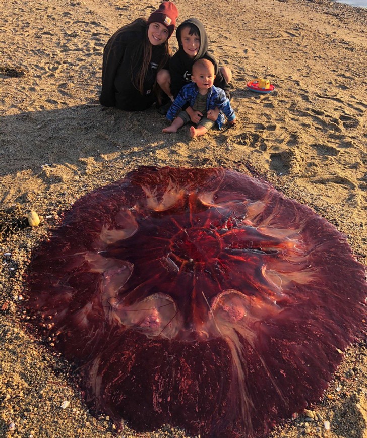 "Meduza festonowa na plaży w Maine"