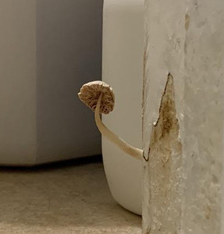 "W łazience mojego wynajętego pokoju znalazłam grzyba wyrastającego z węgarka drzwi."