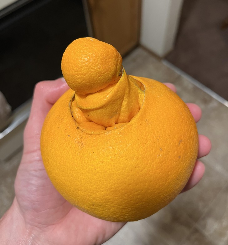 "Z tej pomarańczy zaczęła wyrastać druga pomarańcza."