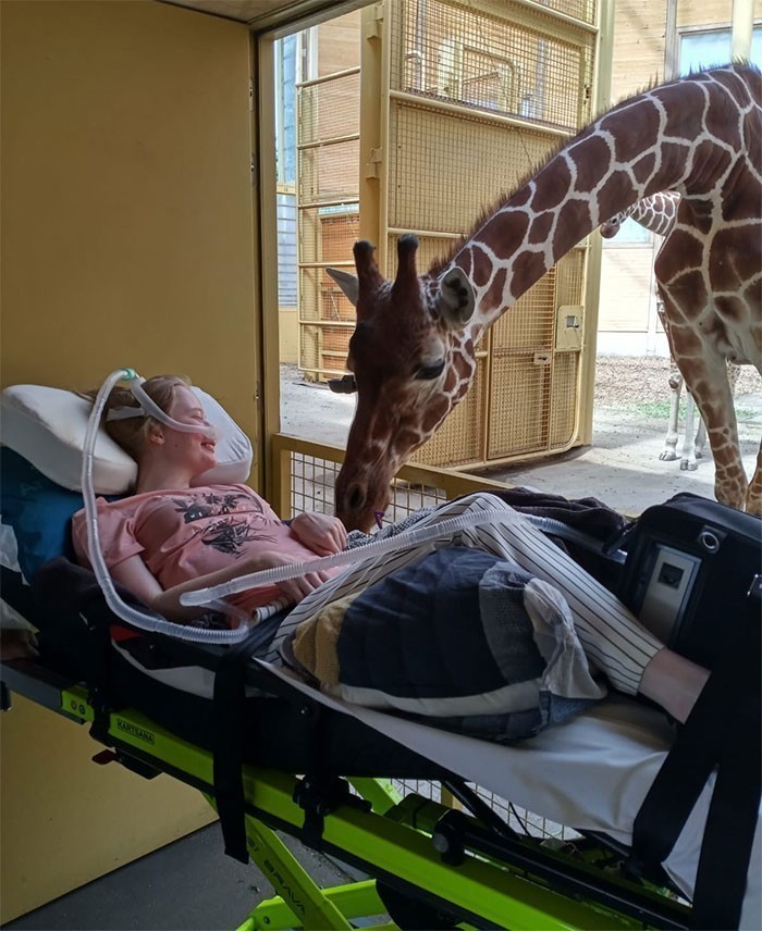 Żyrafa witająca się ze śmiertelnie chorą pacjentką w ramach akcji 'Ostatnie życzenie'."