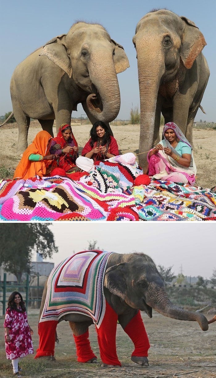 Mieszkańcy indyjskiej wioski wykonali olbrzymie swetry, by ich słoniom nie było zimno.