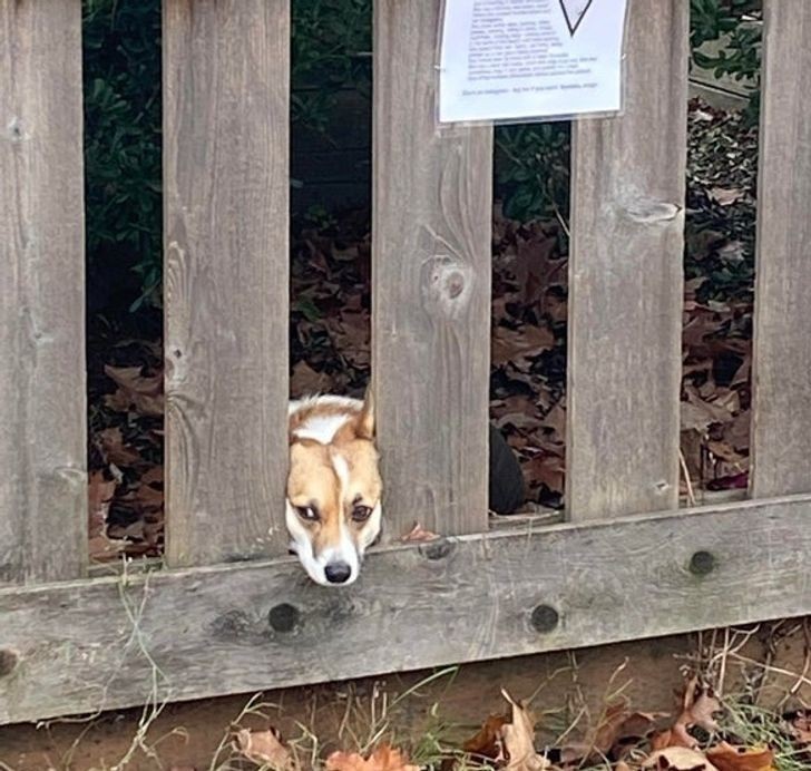 14. "Przyjazny pies sąsiada przy znaku informującym, że możesz pogłaskać przyjaznego psa sąsiada"