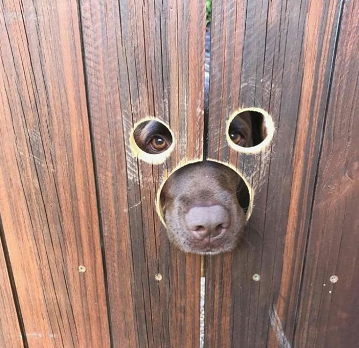 11. "Sąsiedzi adoptowali psa, więc tata wyciął otwory w ogrodzeniu."