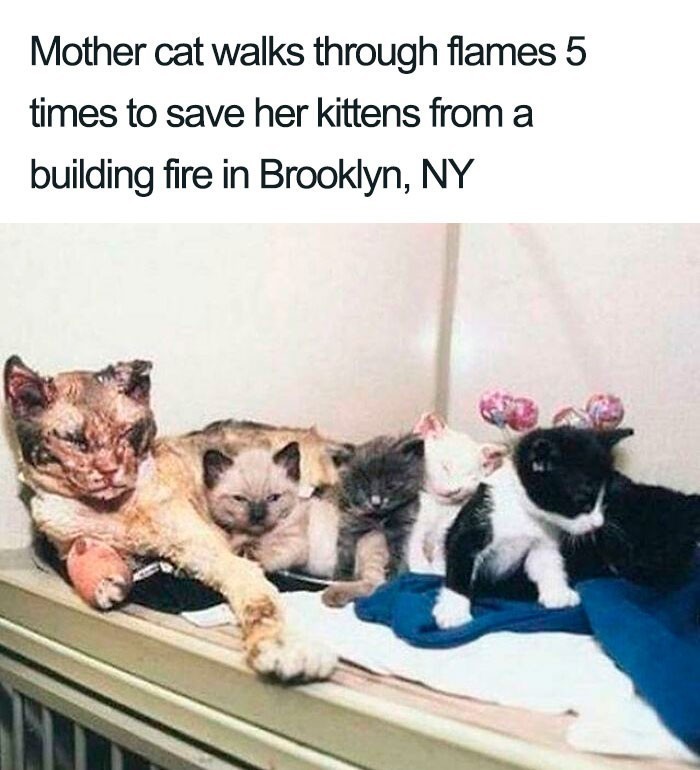 1. "Kotka pięciokrotnie wbiegała do płonącego budynku w Nowym Jorku, by uratować swoje potomstwo."
