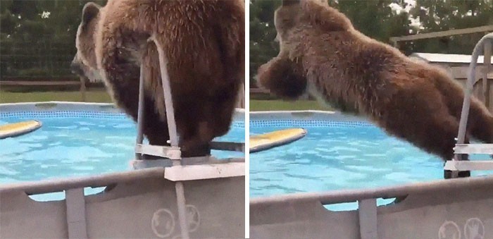 12. Niedźwiedź wskakujący do basenu