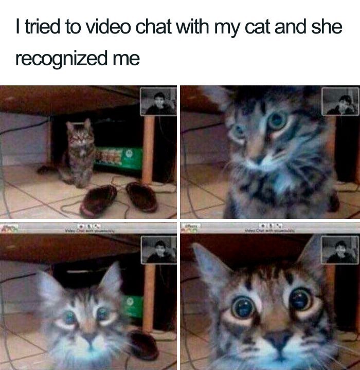 4. "Spróbowałam przeprowadzić wideorozmowę z moją kotką i zorientowała się, że to ja."