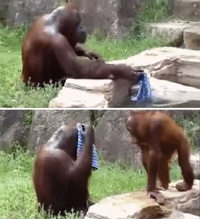 9. Orangutanica Dawn zauważyła jak pracownicy zoo sprzątają po zakończonej zmianie, więc ukradła szmatkę i również sprząta swój wybieg.