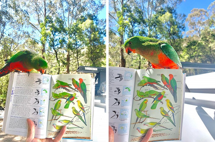 "Przyjazna papuga wylądowała na mojej książce, gdy próbowałem ją zidentyfikować."