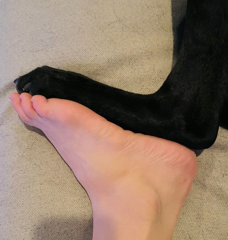 "Ja i mój pies mamy taki sam rozmiar stopy."
