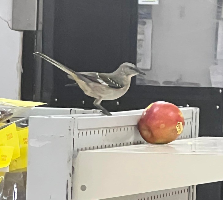 "Ptak jedzący jabłko w sklepie"