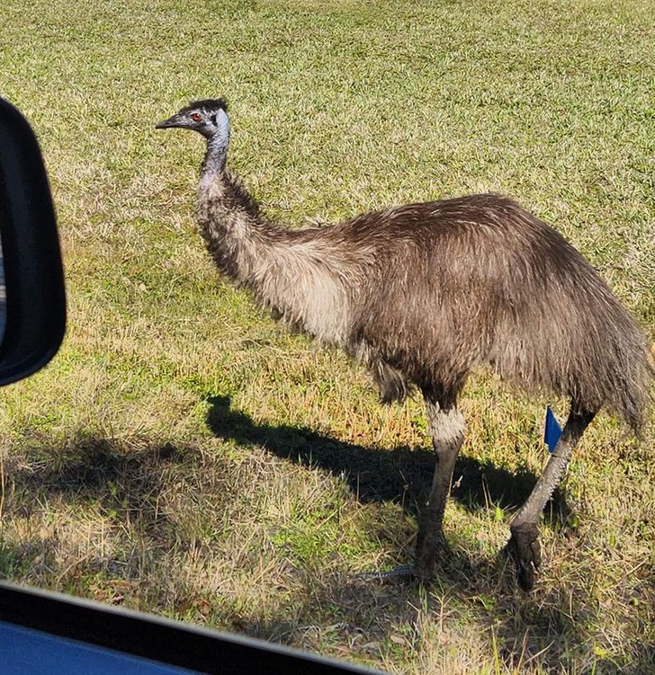 "Zbiegły emu biegający po mojej okolicy"