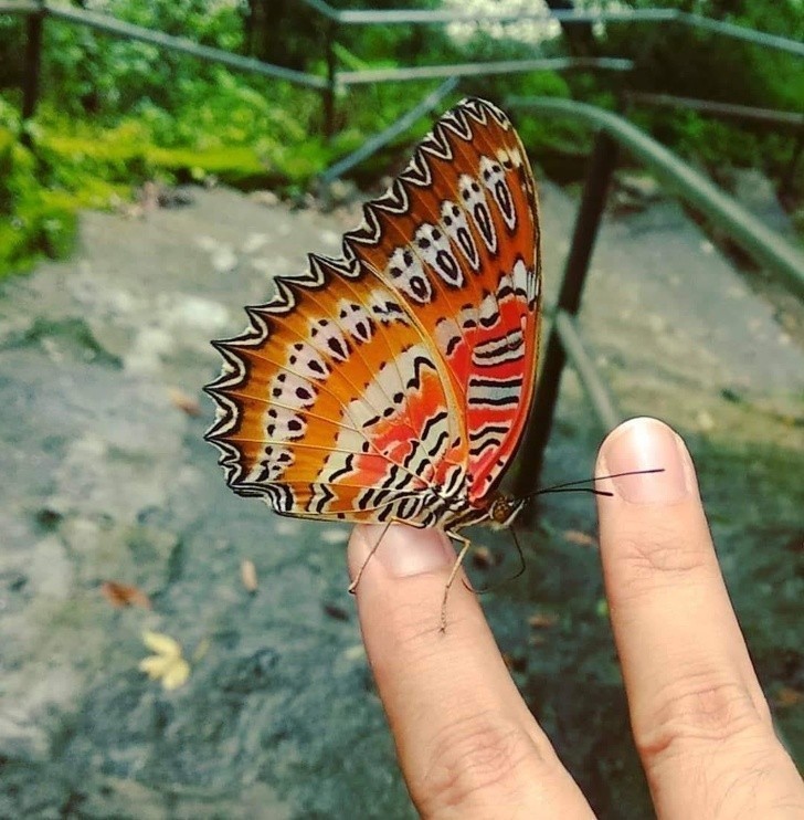 Wzór na skrzydłach tego motyla przypomina krzyczące twarze.