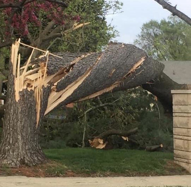 Drzewo poskręcane przez tornado