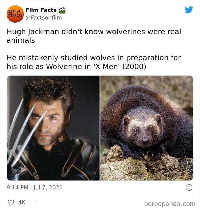 12. Hugh Jackman nie wiedział, że rosomaki to prawdziwe zwierzęta. Podczas przygotowań do roli Wolverine'a w pierwszej części "X-Men", aktor przez pomyłkę studiował zachowania wilków.