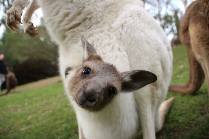 "Uroczy kangurek przyglądający się mojemu aparatowi"