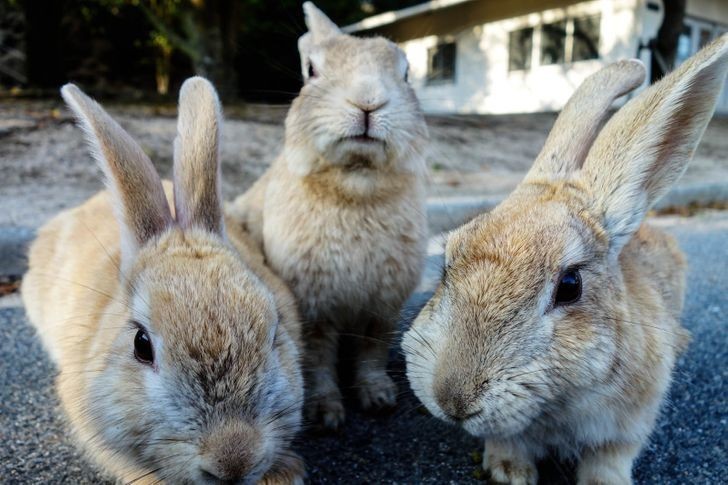 13. Ōkunoshima to z kolei wyspa zamieszkana przez króliki. Nikt nie wie do końca jak się tam znalazły."