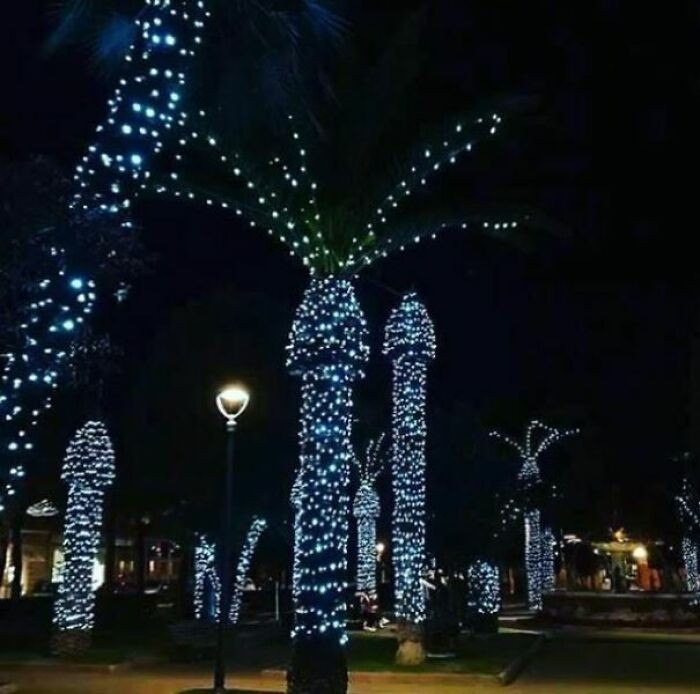 Palmy ozdobione świątecznymi lampkami