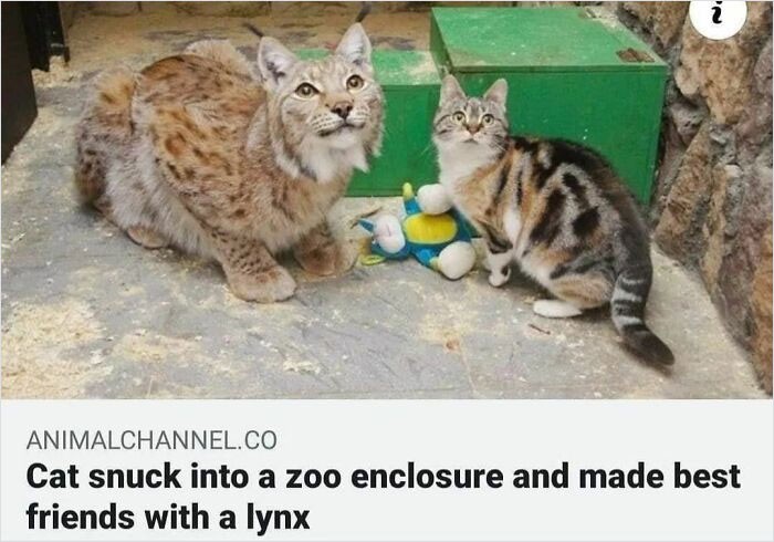 "Kot zakradł się do zoo i zaprzyjaźnił z rysiem"