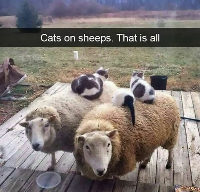 "Koty na owcach. To wszystko."
