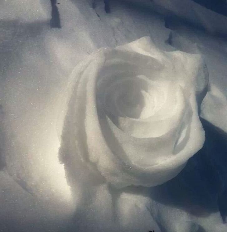 "Śnieżna róża" uformowana przez wiatr