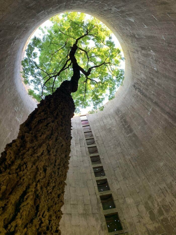 "Znalazłem to piękne drzewo rosnące wewnątrz opuszczonego silosu."