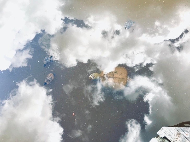5. Żółwie pływające w chmurach