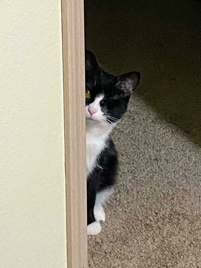 3. "Mój kot ma tylko jedno oko. W taki sposób zagląda do pokoju zza rogu."