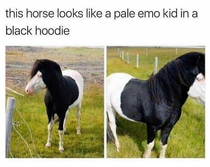 "Ten koń wygląda jak blady nastolatek emo w czarnej bluzie z kapturem."