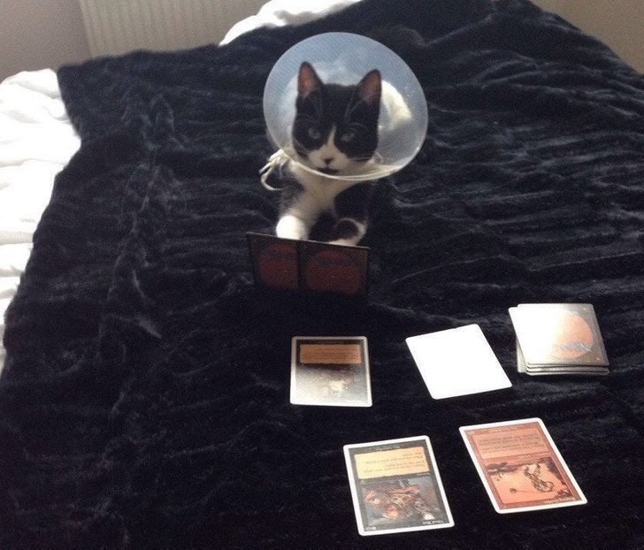 4. "Mój kot musi nosić kołnierz i nie czuje się z tym dobrze, więc aby poprawić mu humor, postanowiłam zagrać z nim w karty."