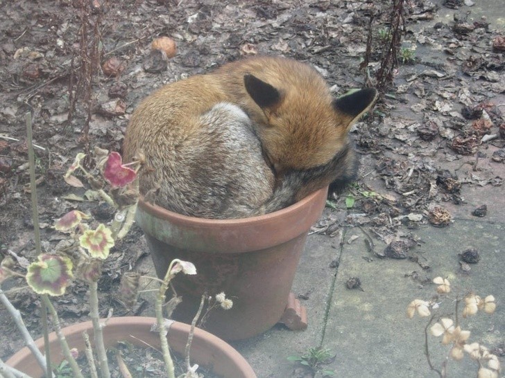 1. Ta donica wygląda na bardzo wygodne miejsce dla lisa.