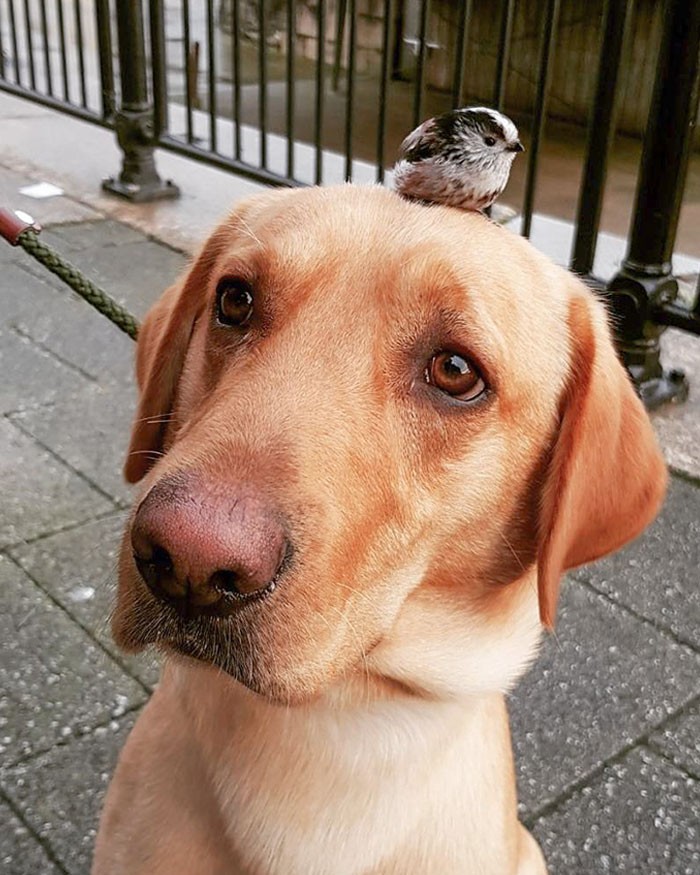 "Mój pies poznał nowego kolegę podczas spaceru."