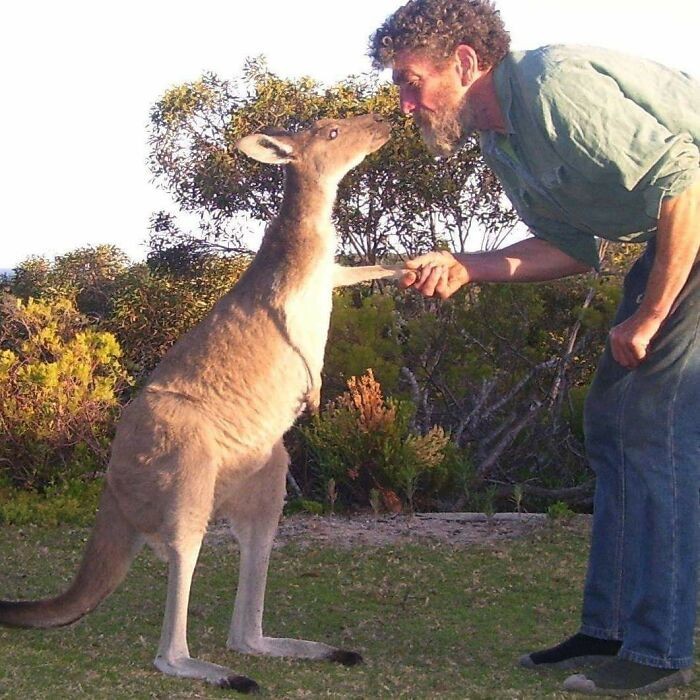 "Mój tata żyje samotnie w Australii i opiekuje się rodziną dzikich kangurów. Dziś wysłał mi to zdjęcie."