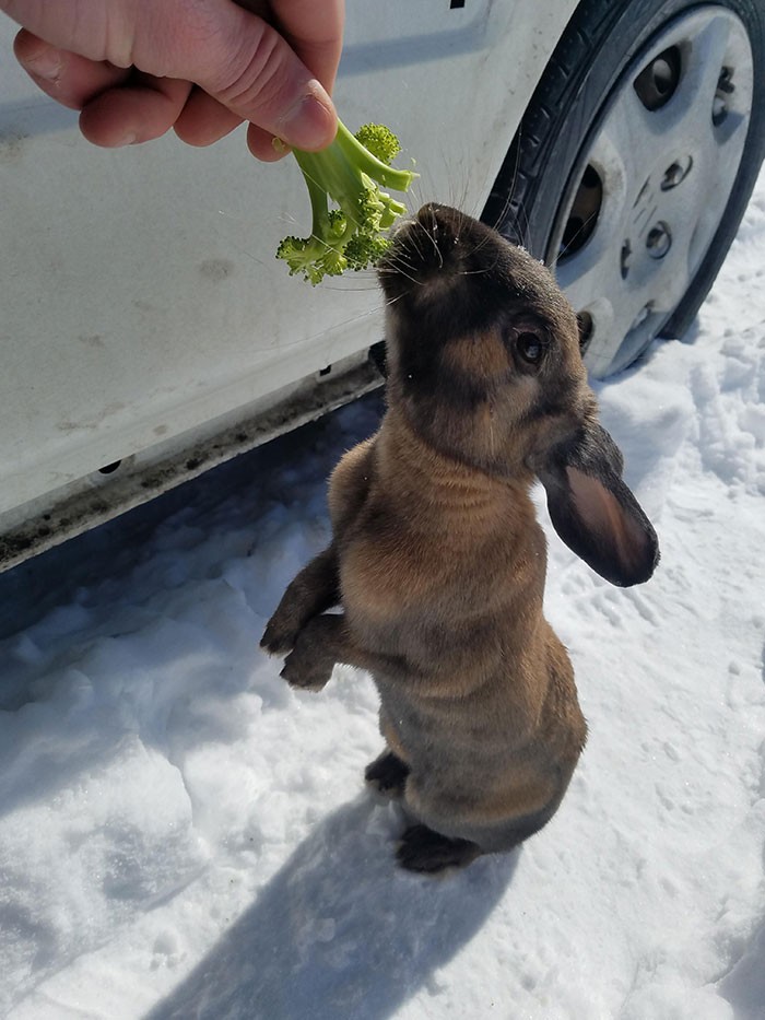 "Znalazłem tego gościa pod moim samochodem. Spędziłem 10 minut karmiąc go marchewkami i brokułami."